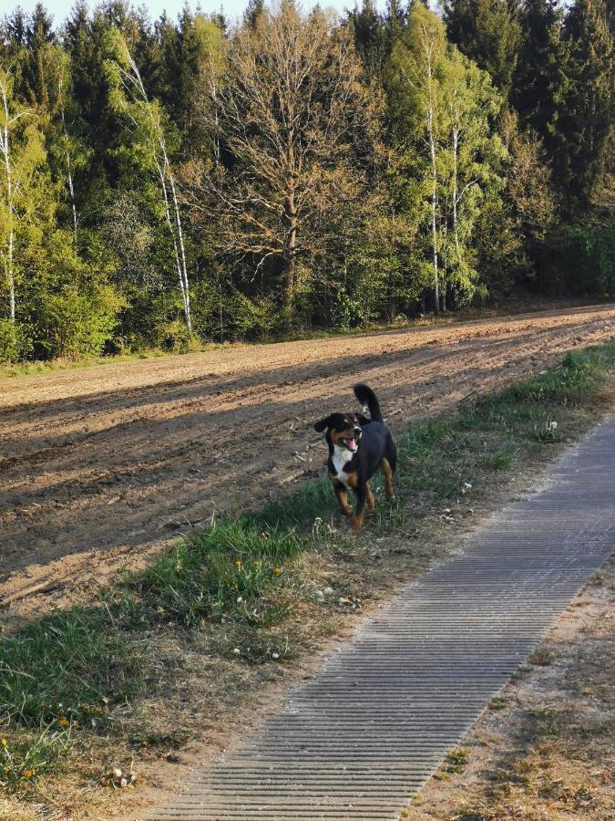 Woferlhof, Ferienhof Boxhorn Böbrach エクステリア 写真